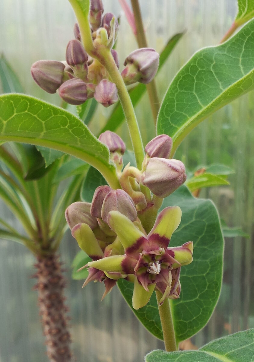 Raphionacme brownii (Raphionacme) — photo