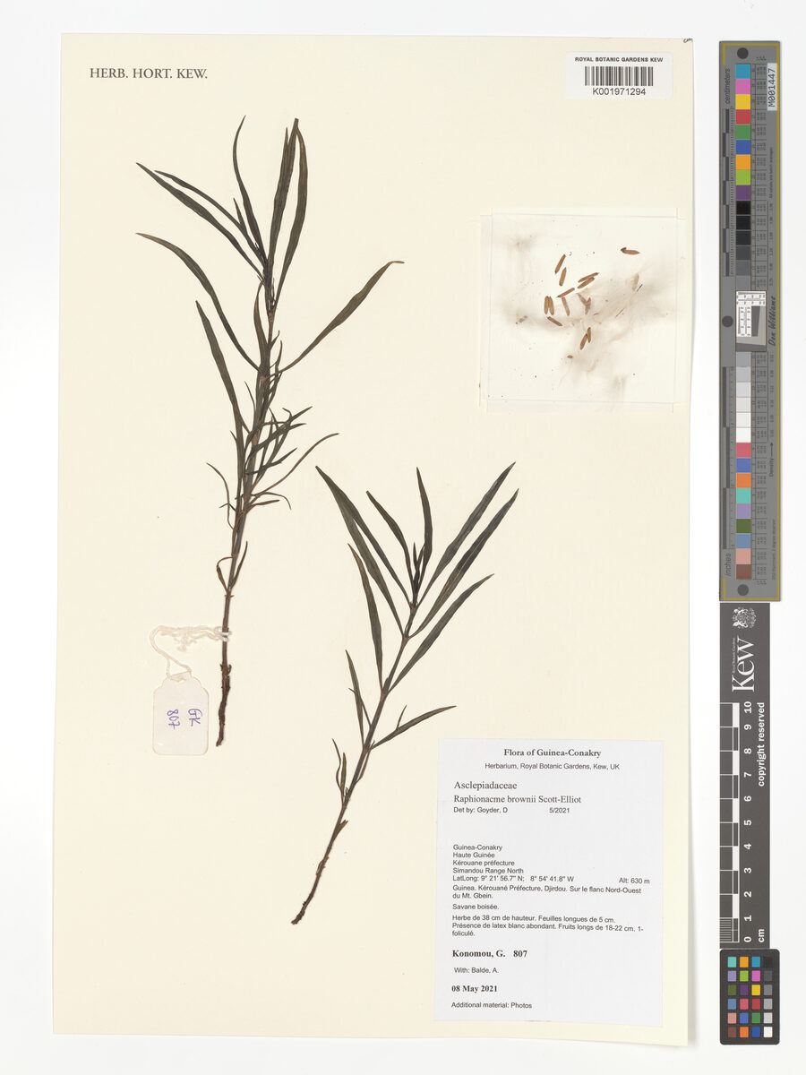 Raphionacme brownii (Raphionacme) — photo