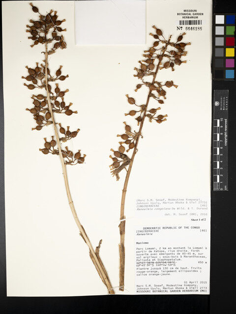 Renealmia congolana — photo