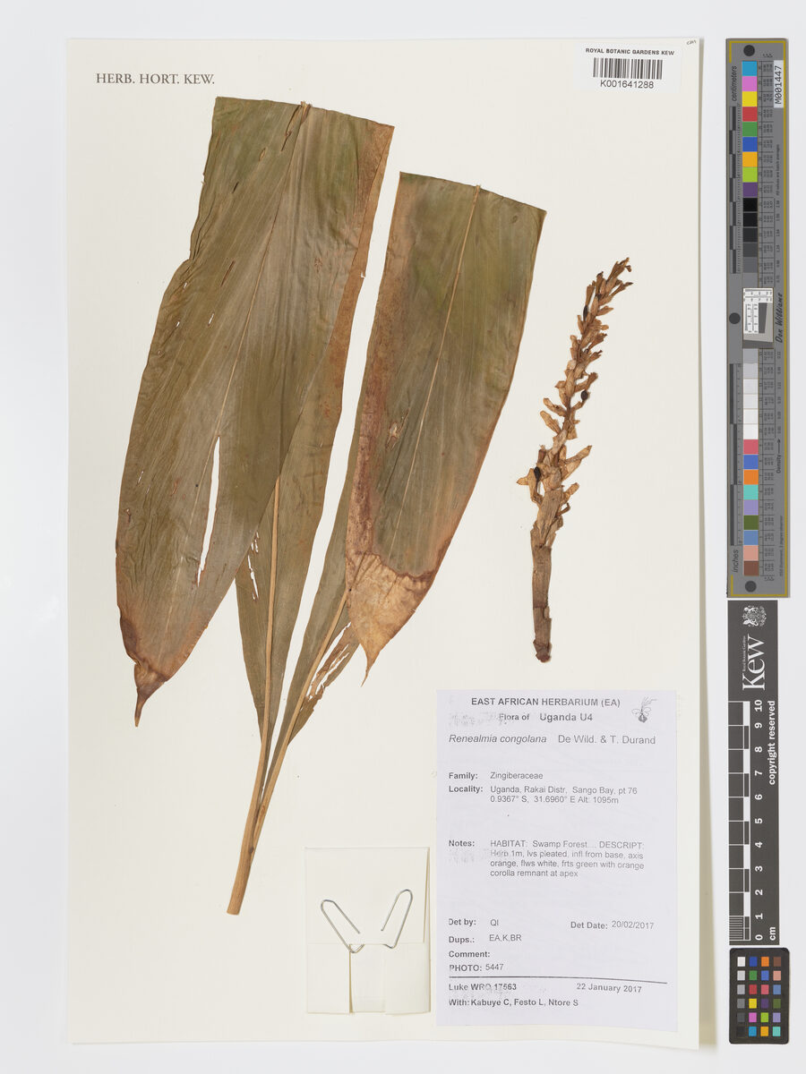 Renealmia congolana