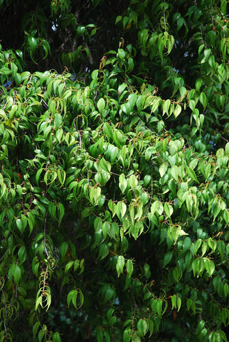 Reynosia guama (Guam) — photo