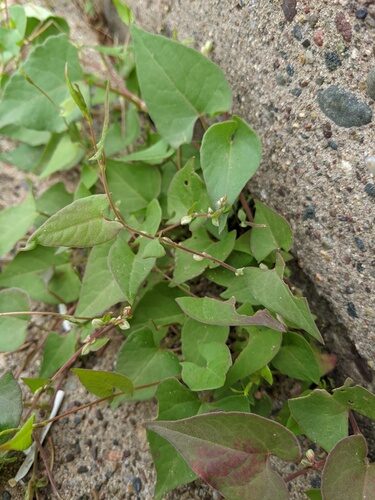 Reynoutria multiflora (Climbing knotweed) — photo