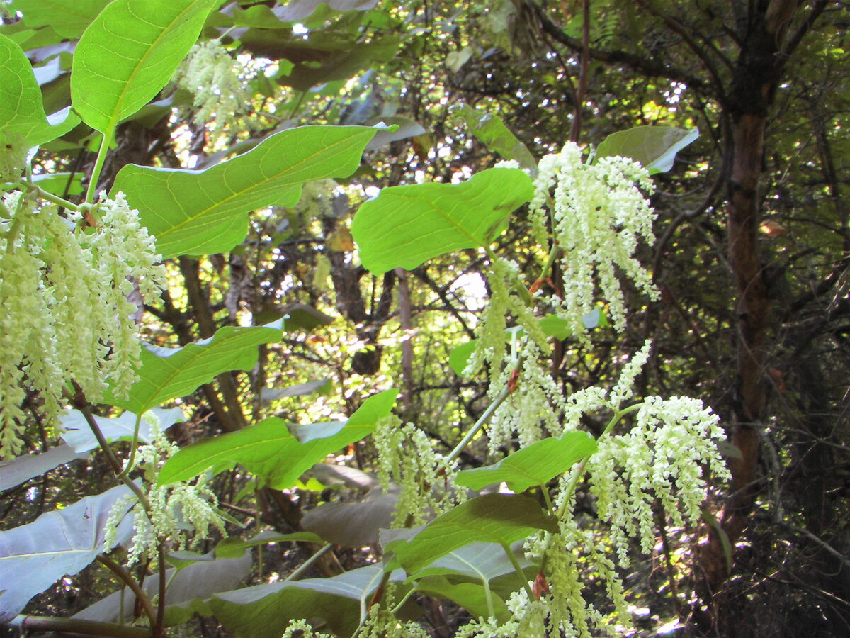 Reynoutria sachalinensis — photo