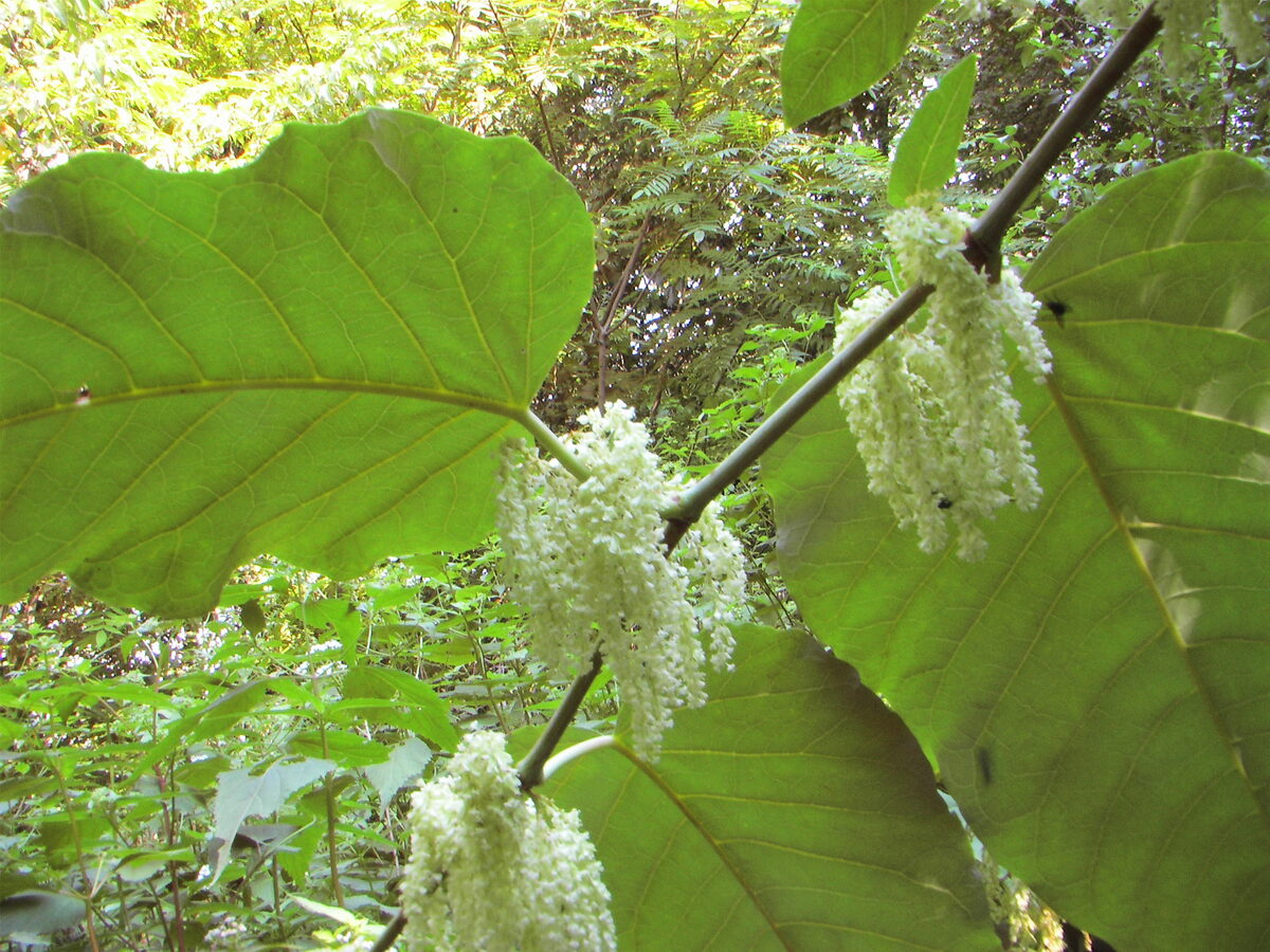 Reynoutria sachalinensis — photo