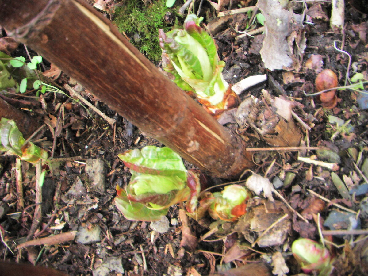 Reynoutria sachalinensis