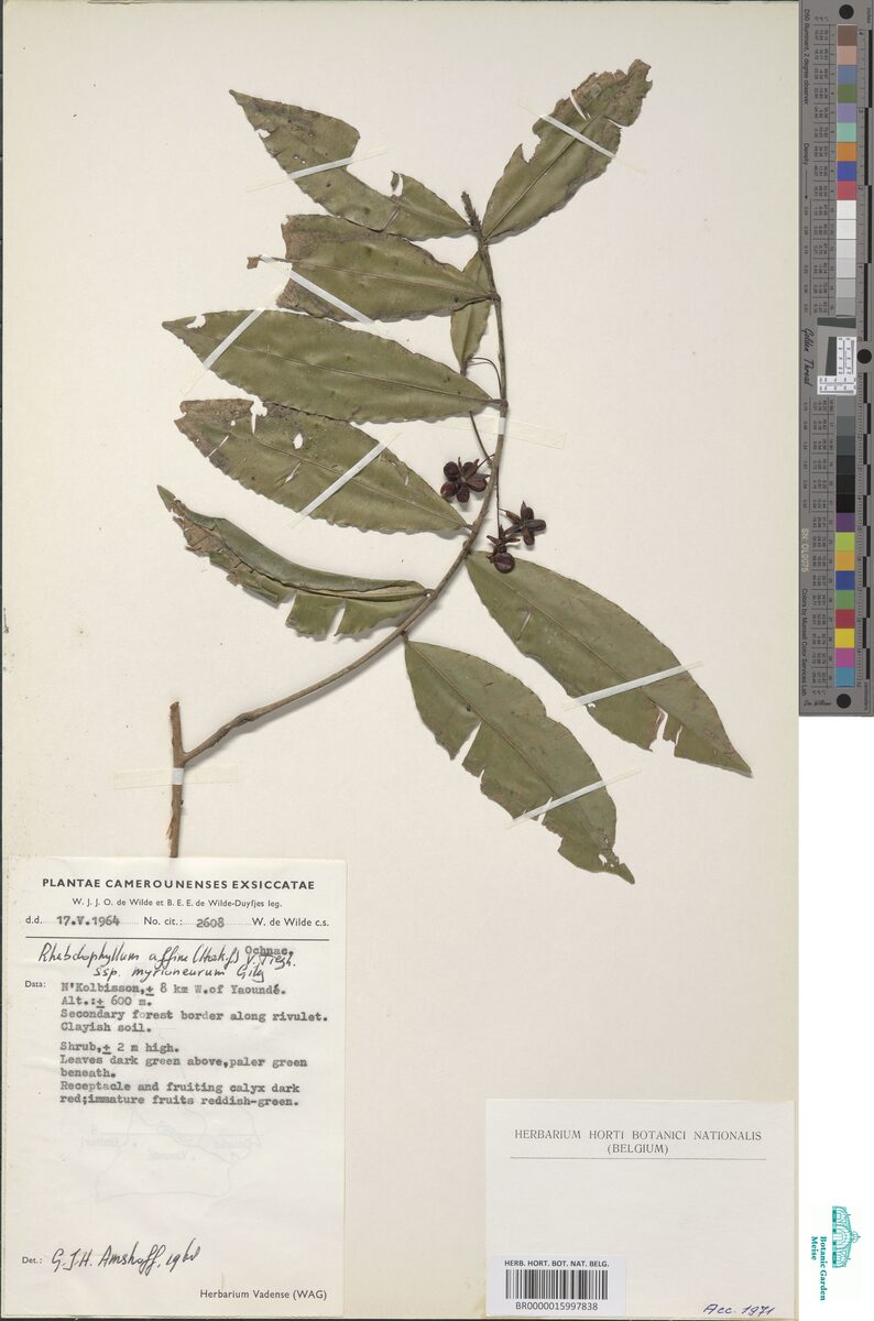 Rhabdophyllum affine subsp. myrioneurum (Duabogo) — photo