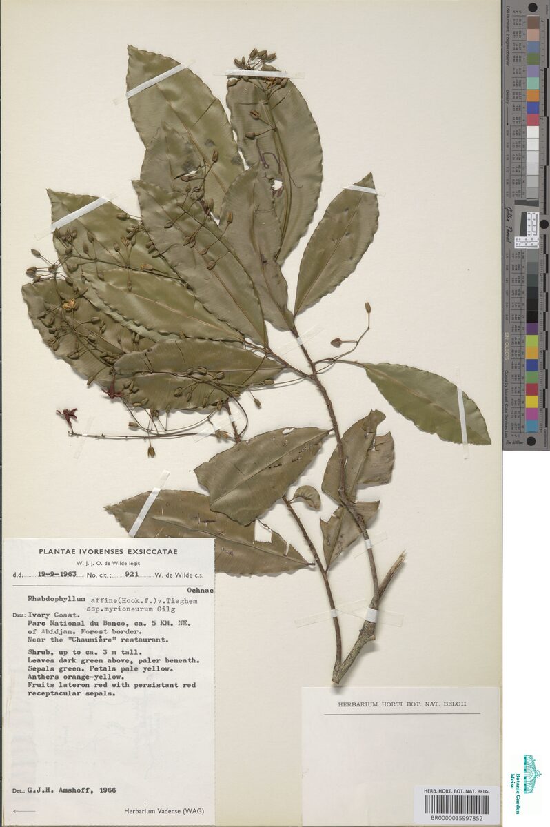 Rhabdophyllum affine subsp. myrioneurum (Duabogo) — photo