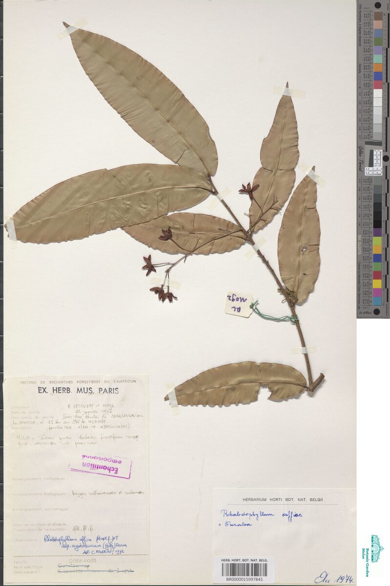 Rhabdophyllum affine subsp. myrioneurum