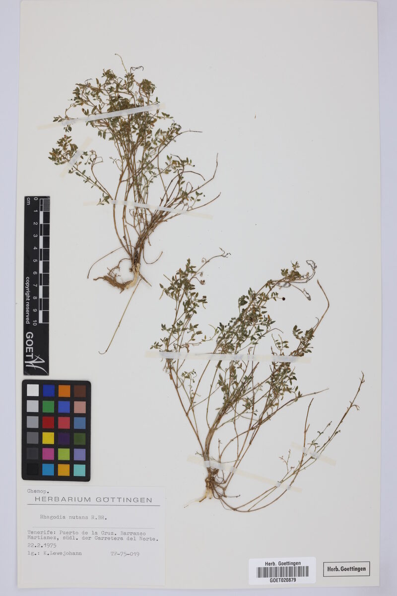 Rhagodia nutans (Climbing Saltbush) — photo