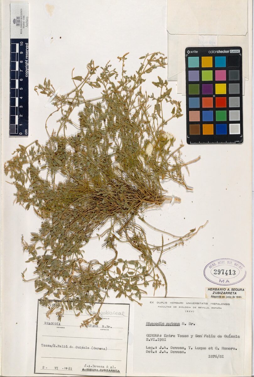 Rhagodia nutans