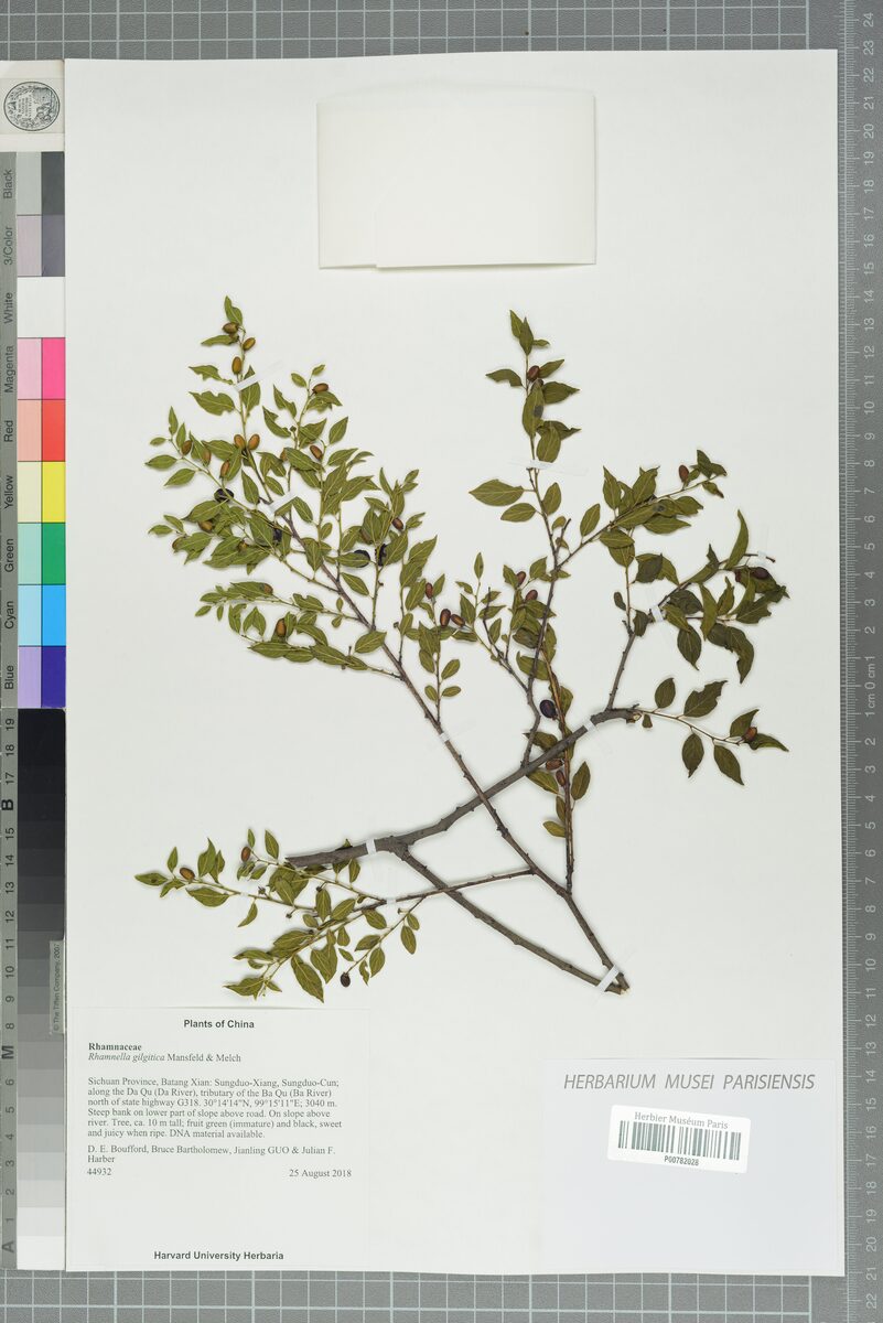 Rhamnella gilgitica — photo