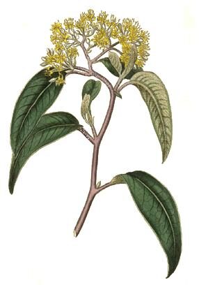 Rhamnella gilgitica