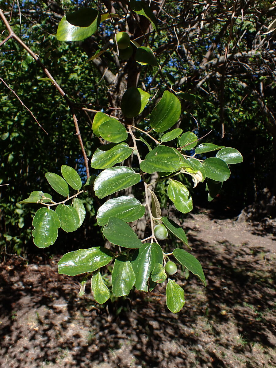 Rhamnus carolinianus (Indian Cherry) — photo