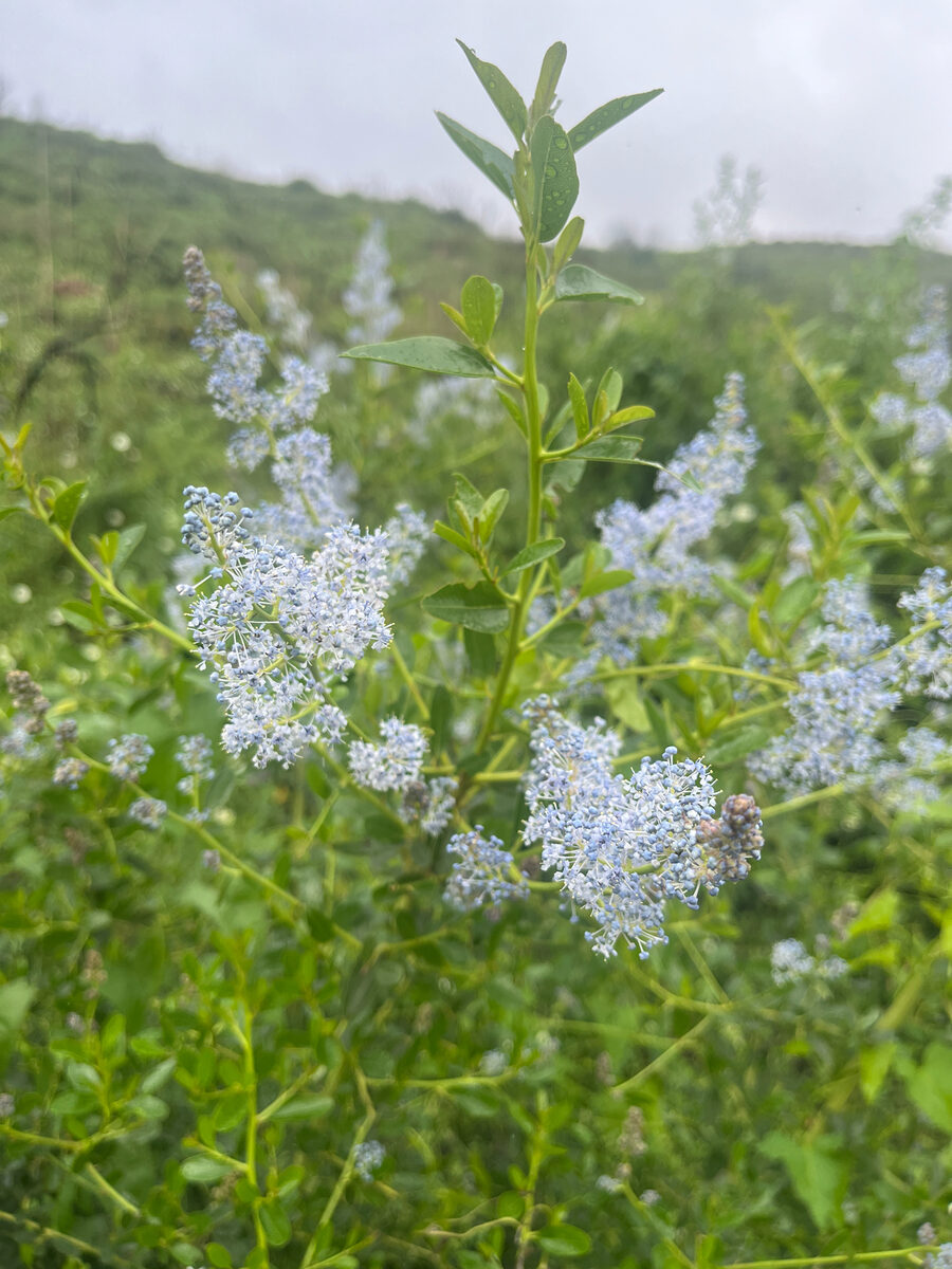 Rhamnus carolinianus