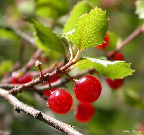 Rhamnus crocea (Holly-leaf Buckthorn) — photo