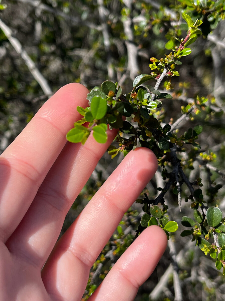 Rhamnus croceus (Red Berry) — photo