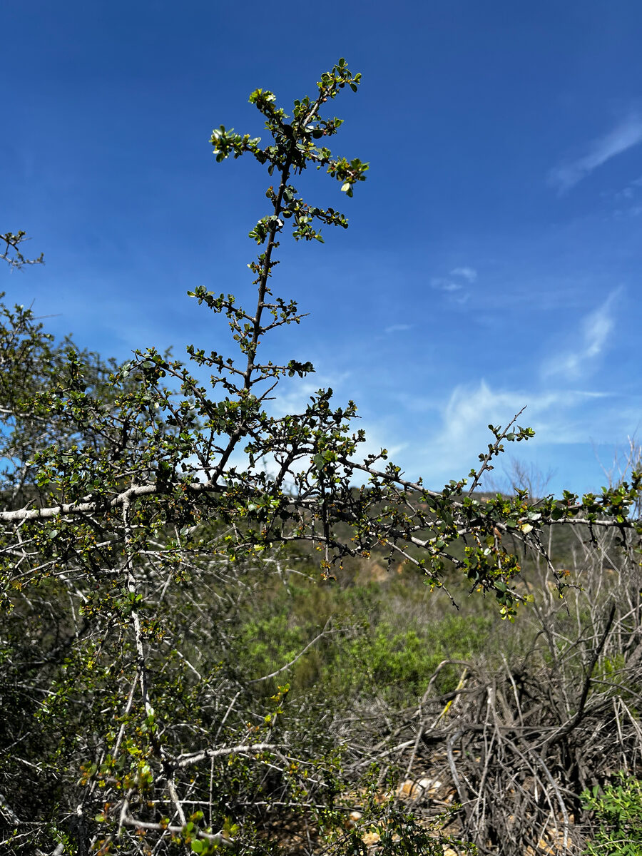 Rhamnus croceus (Red Berry) — photo