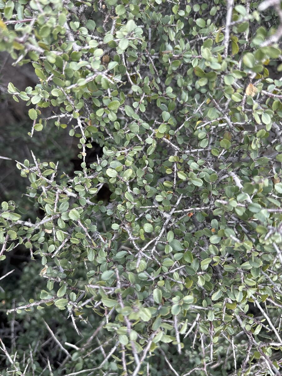 Rhamnus croceus