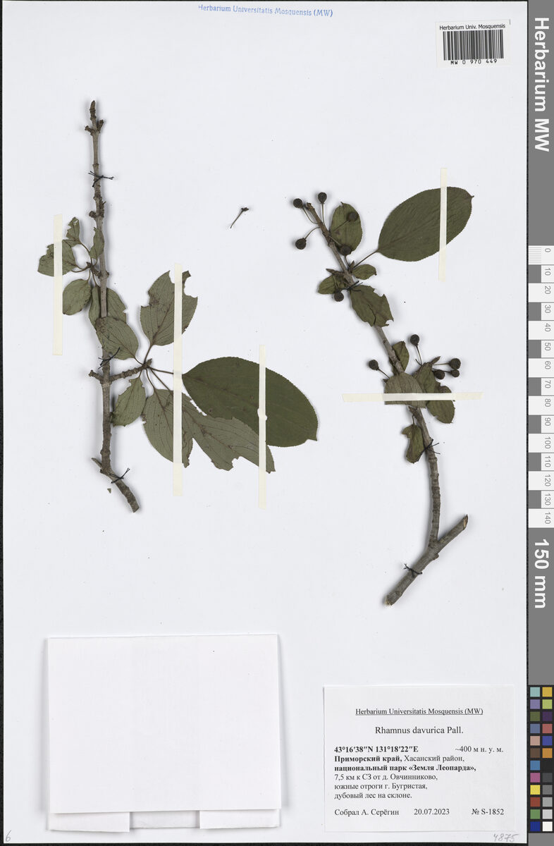 Rhamnus dahurica
