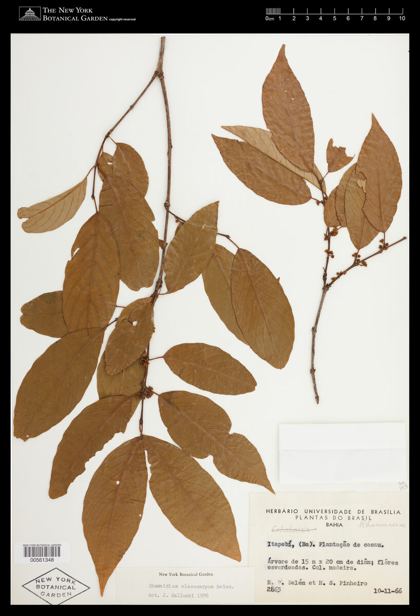 Rhamnus elaeocarpum — photo