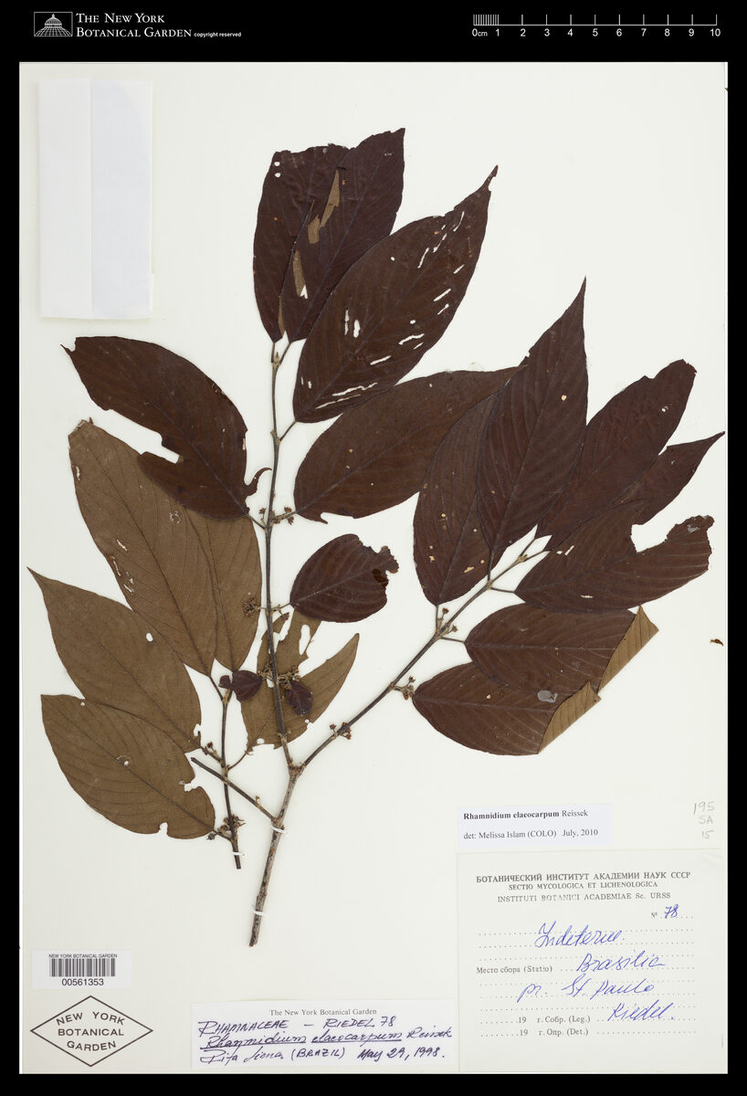 Rhamnus elaeocarpum — photo