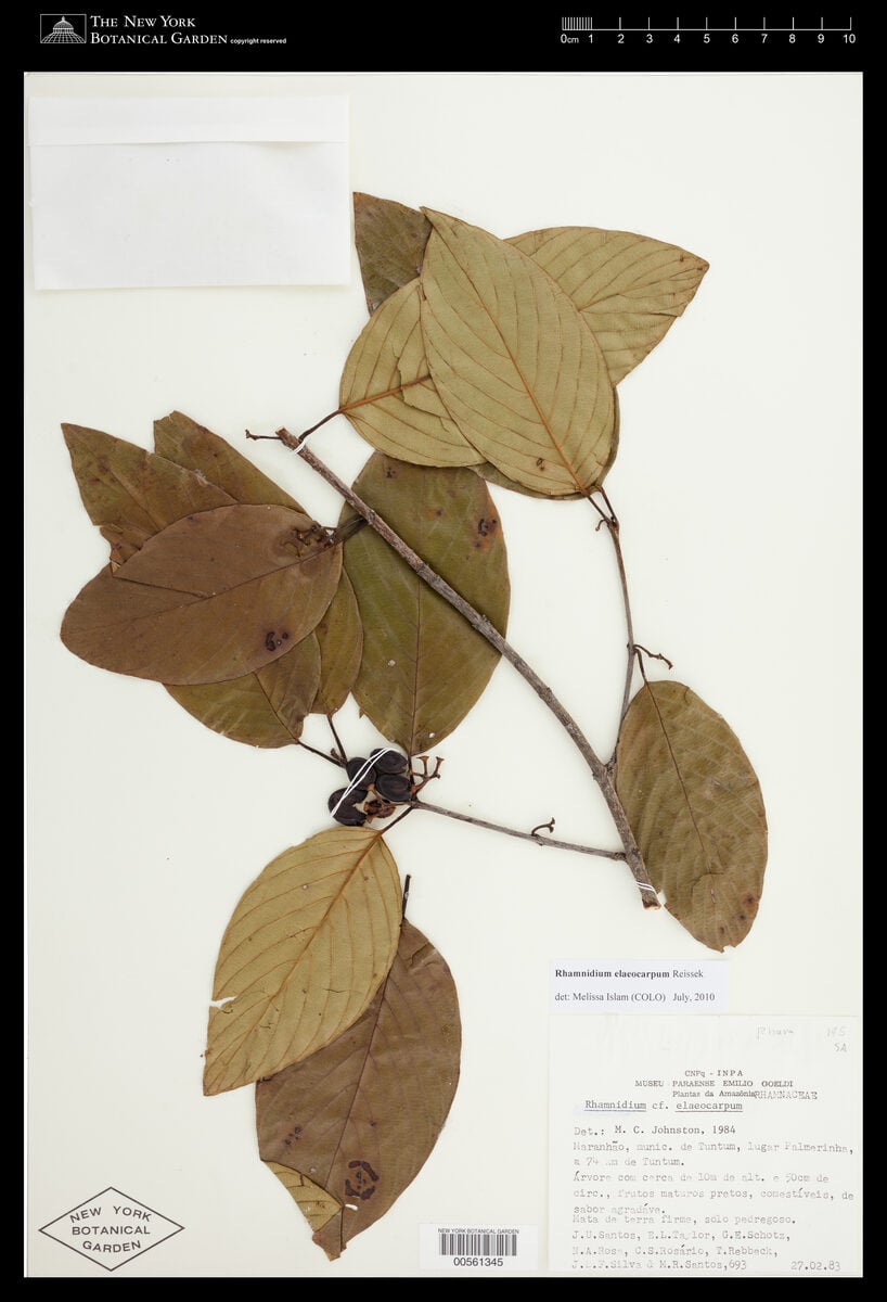 Rhamnus elaeocarpum