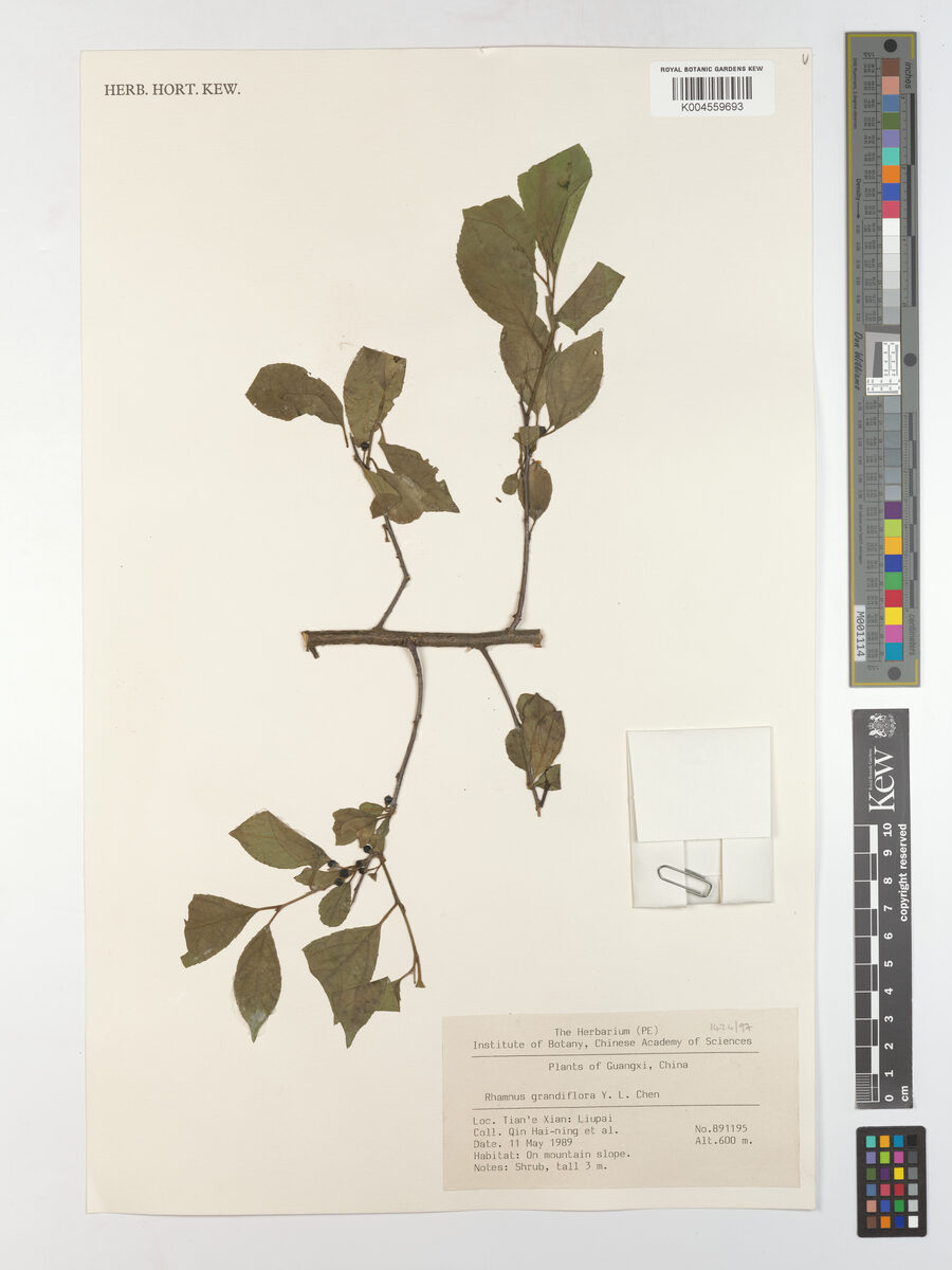 Rhamnus grandiflora — photo