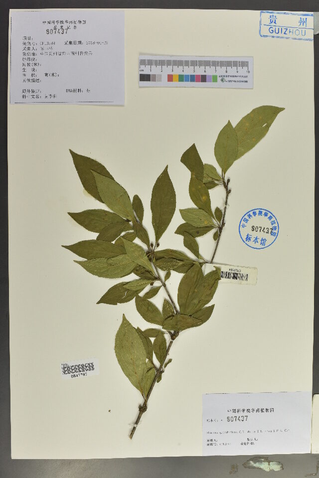 Rhamnus grandiflora