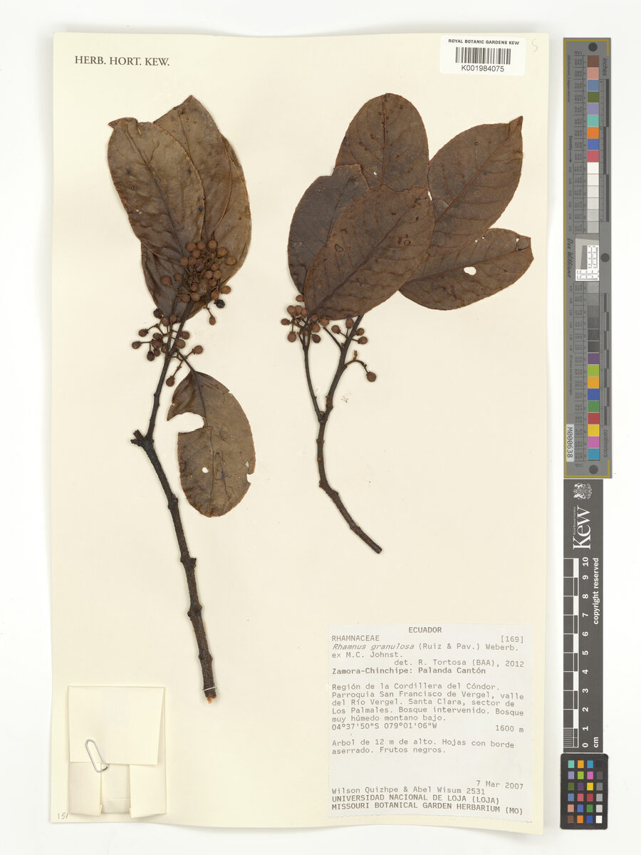 Rhamnus granulosa (Granulate buckthorn) — photo
