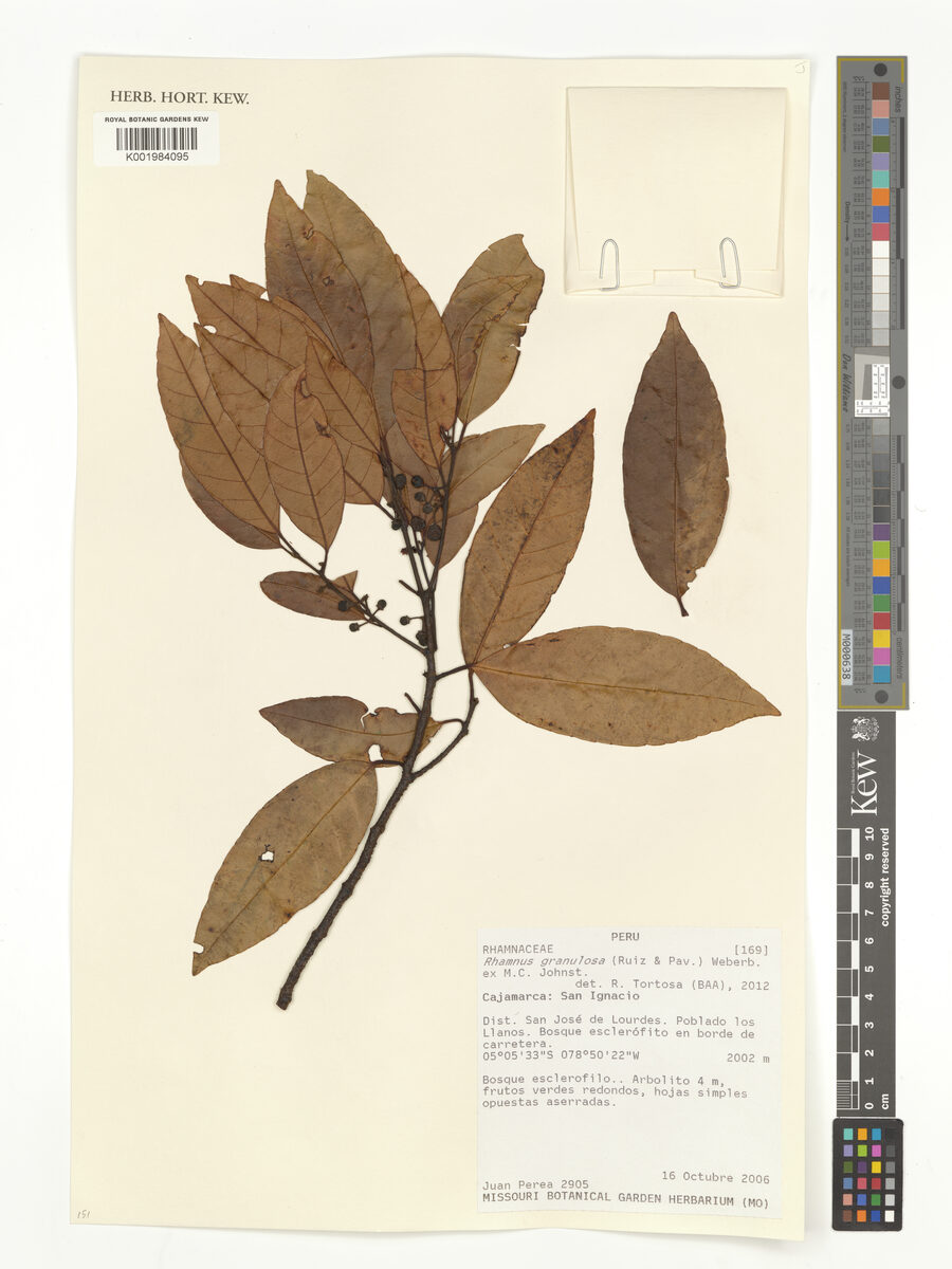 Rhamnus granulosa (Granulate buckthorn) — photo