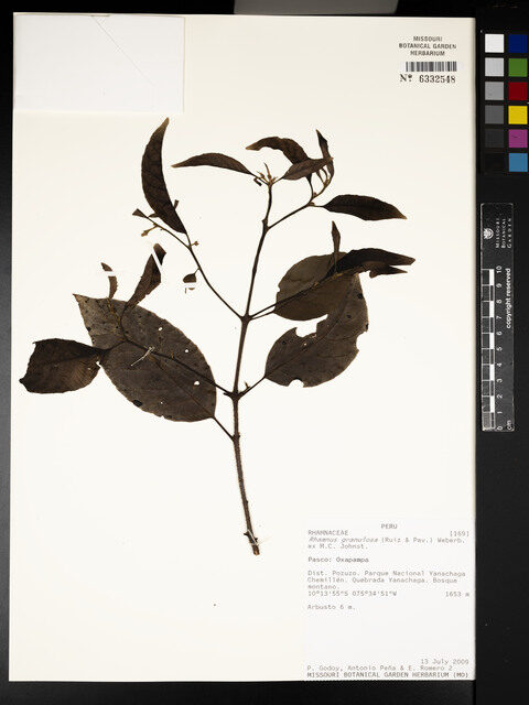 Rhamnus granulosa