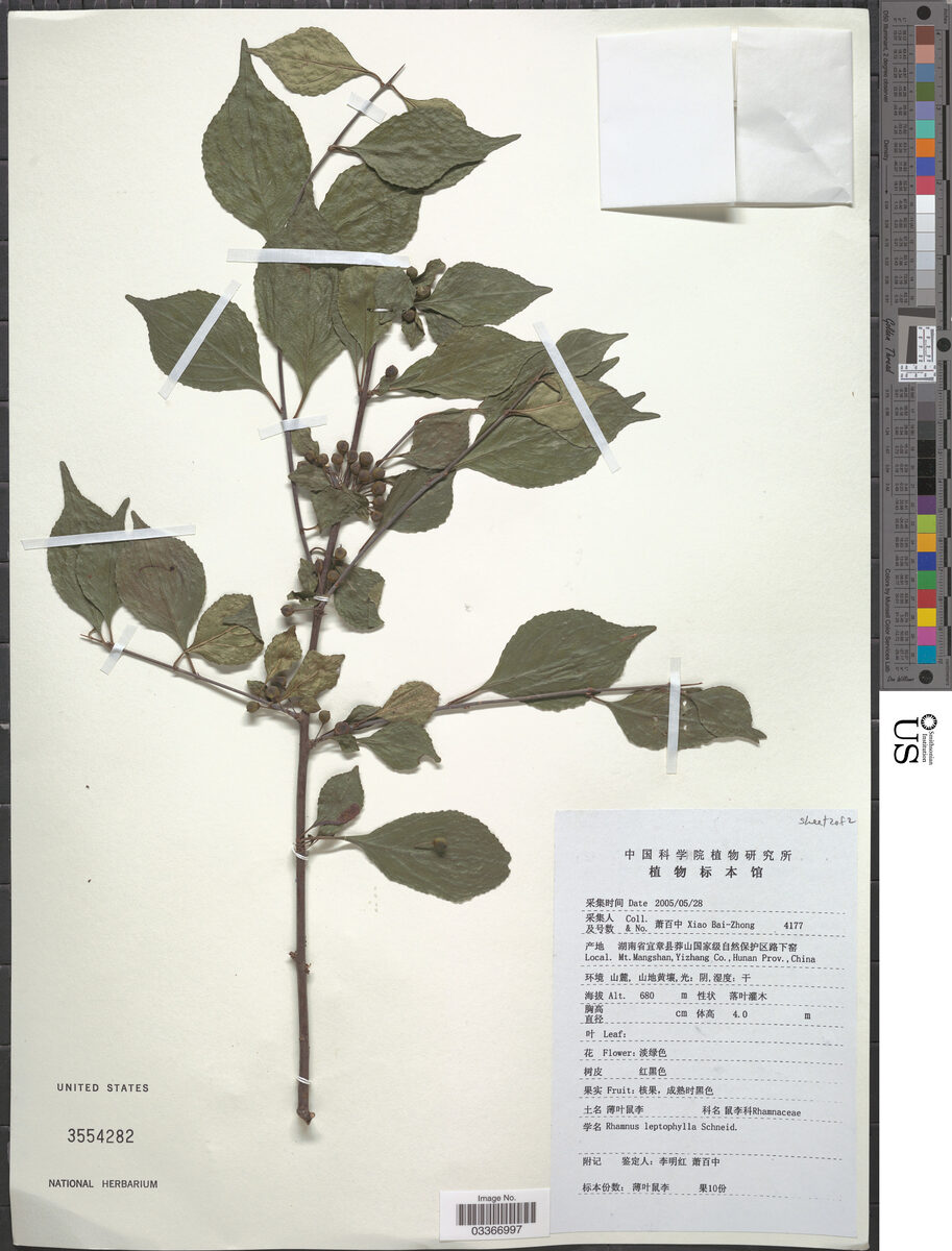 Rhamnus leptophyllus — photo