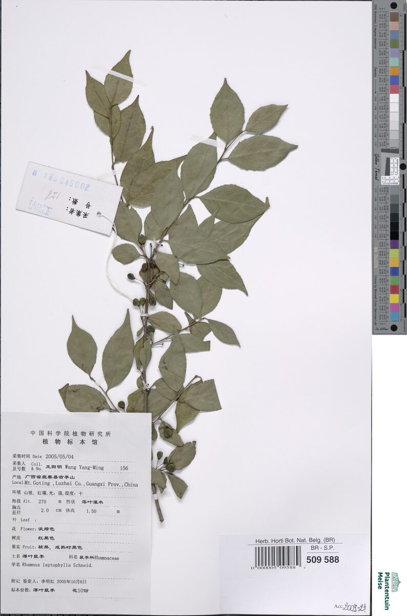 Rhamnus leptophyllus — photo