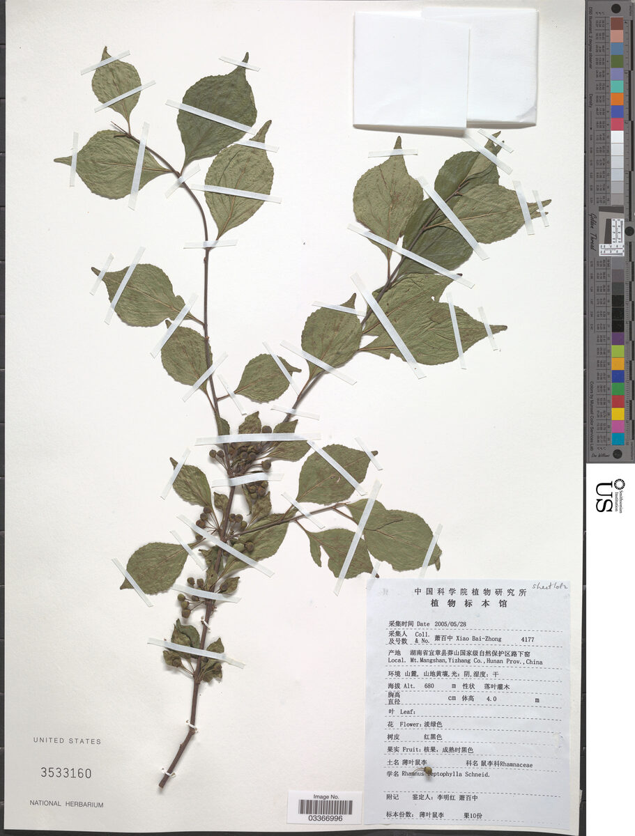 Rhamnus leptophyllus