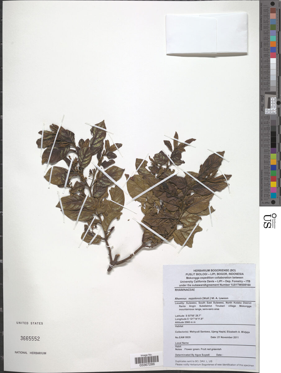 Rhamnus nepalensis - (Wall.)Lawson. — photo