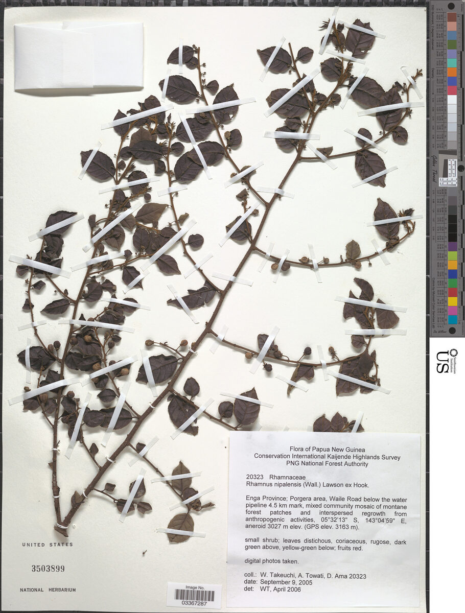 Rhamnus nepalensis - (Wall.)Lawson. — photo