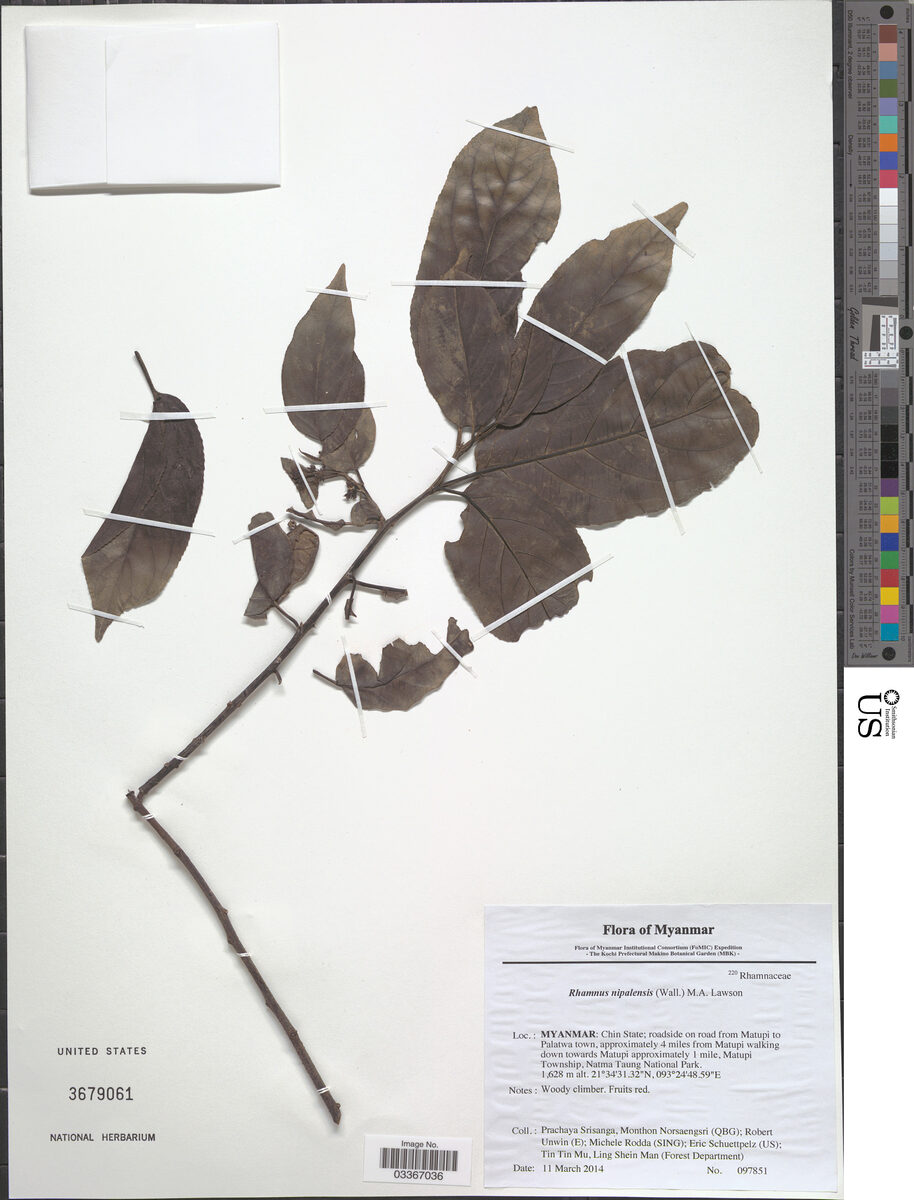 Rhamnus nepalensis - (Wall.)Lawson.