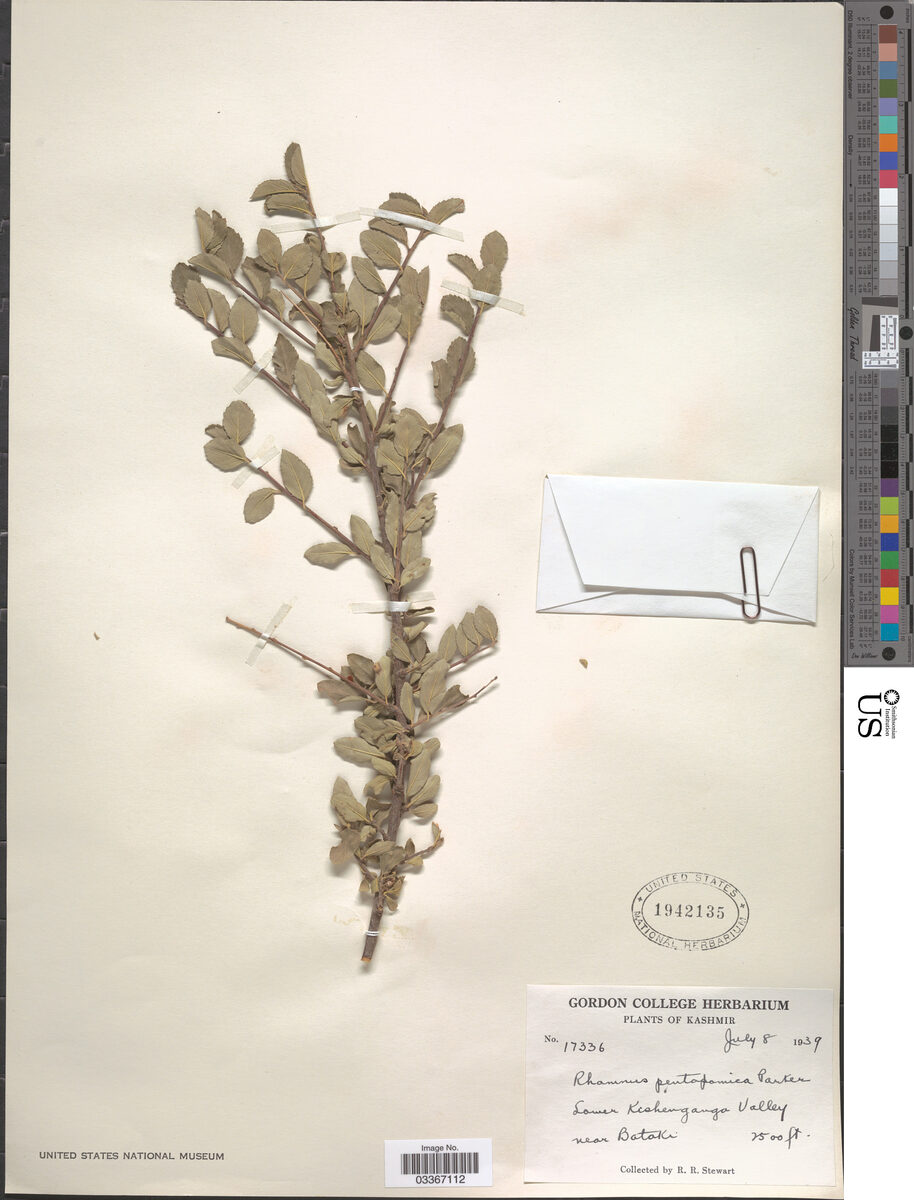 Rhamnus pentapomica — photo