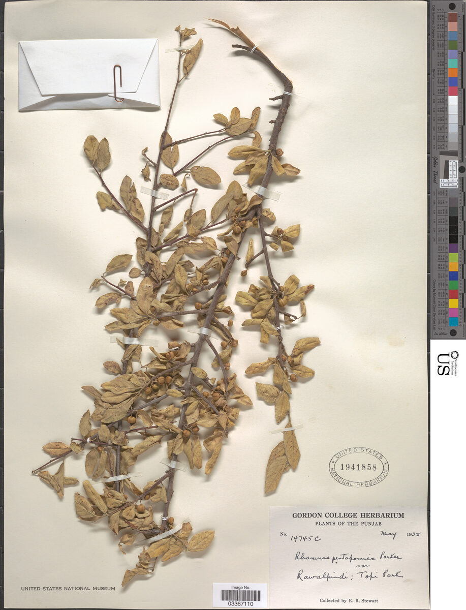 Rhamnus pentapomica — photo