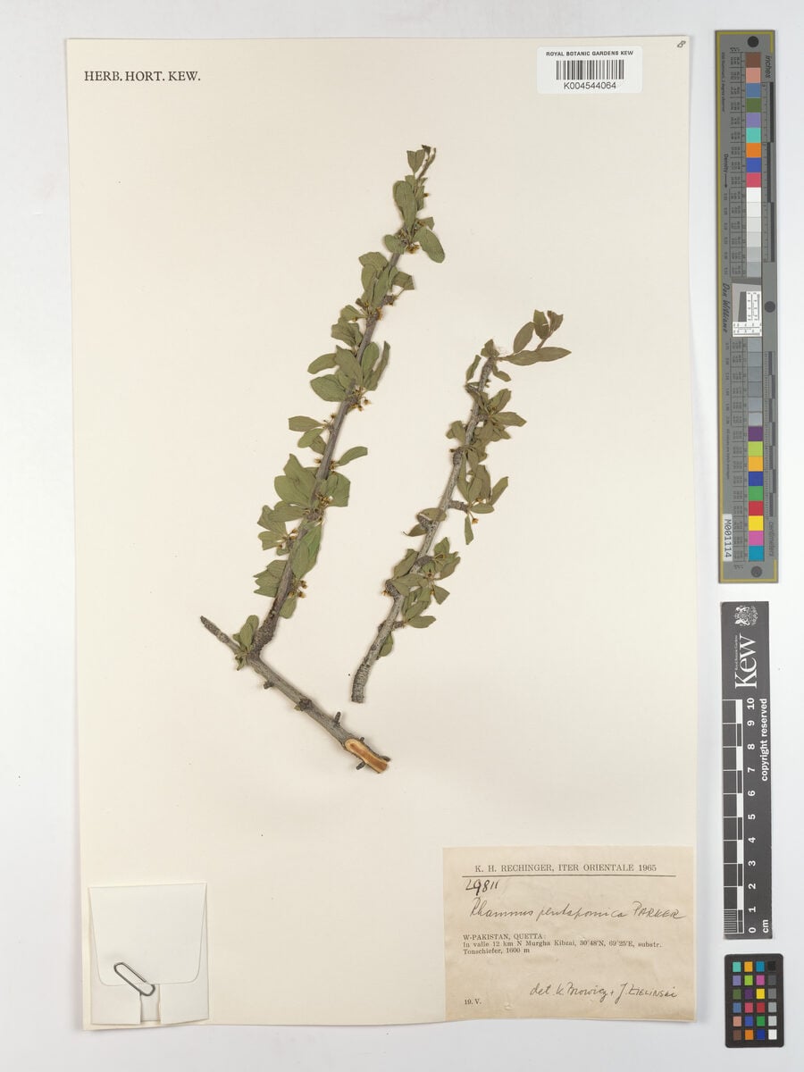 Rhamnus pentapomica