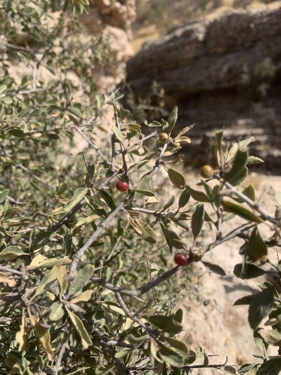 Rhamnus persicus — photo
