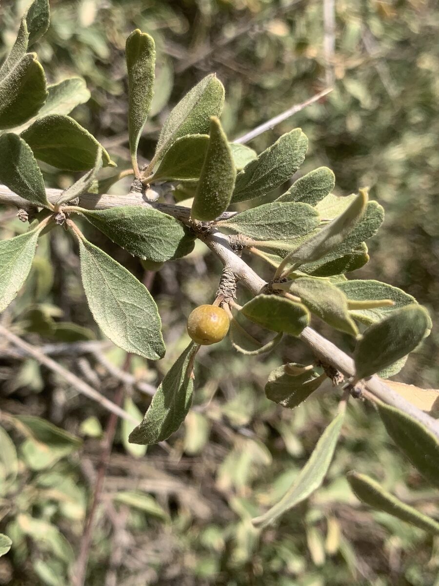 Rhamnus persicus