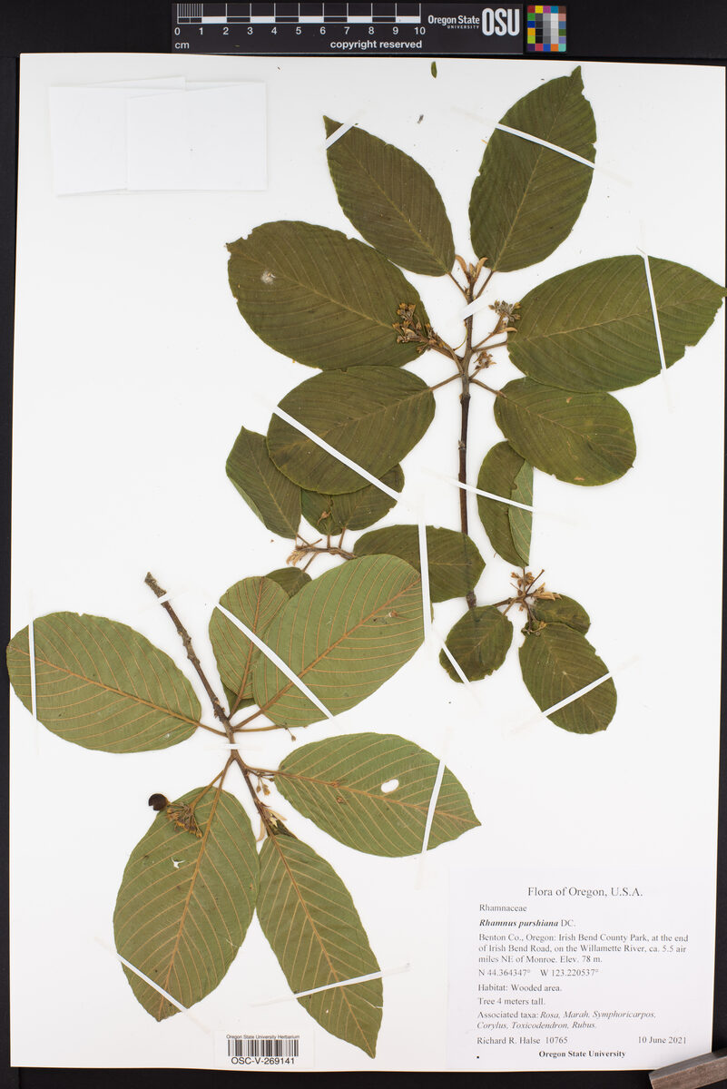 Rhamnus purshiana (Cascara Sagrada) — photo