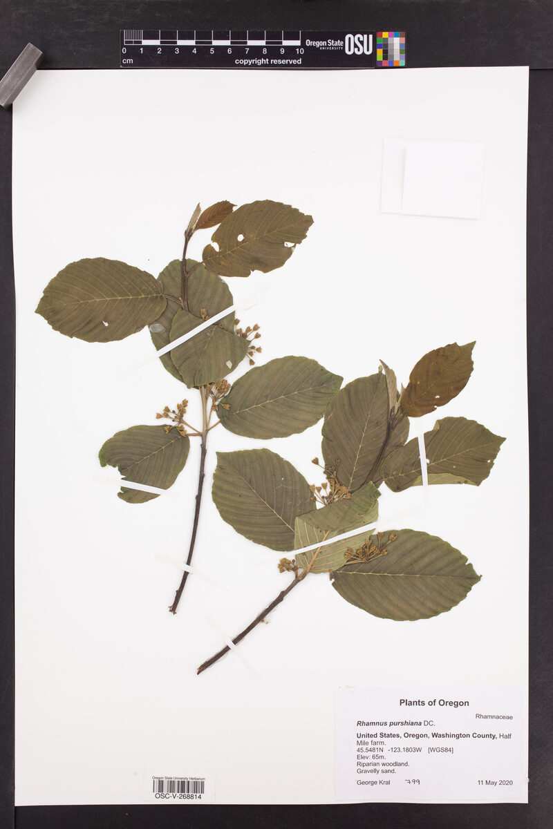 Rhamnus purshiana (Cascara Sagrada) — photo