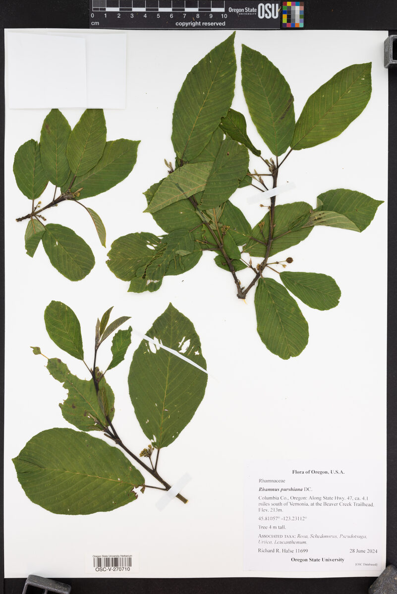 Rhamnus purshiana