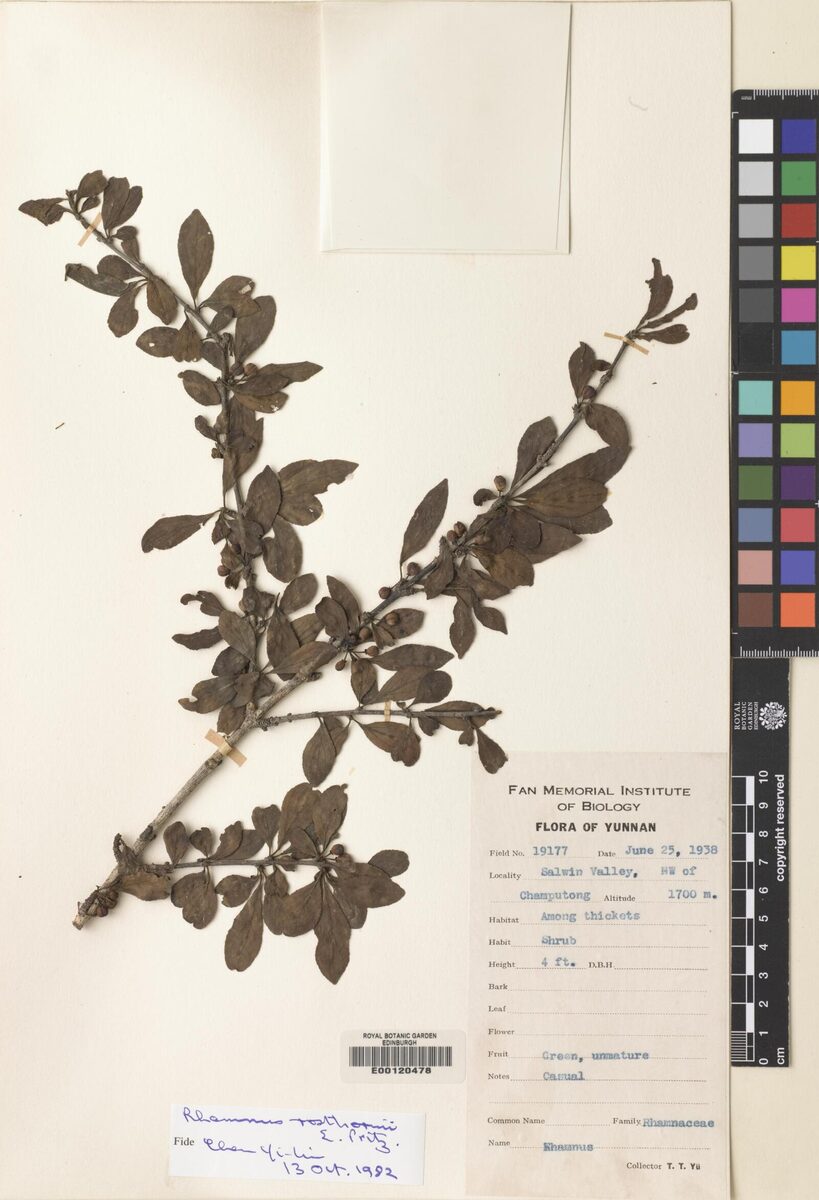 Rhamnus rosthornii — photo