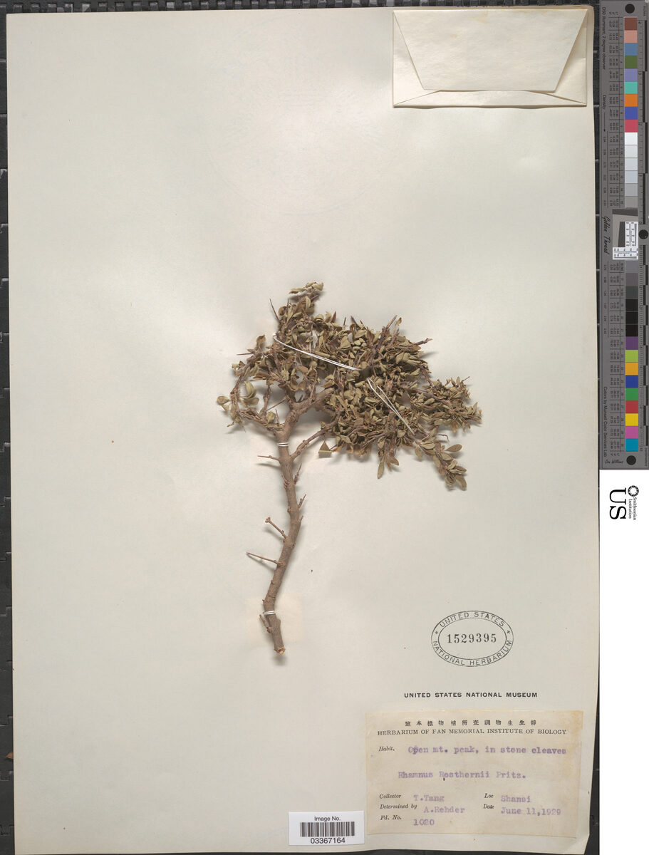 Rhamnus rosthornii — photo