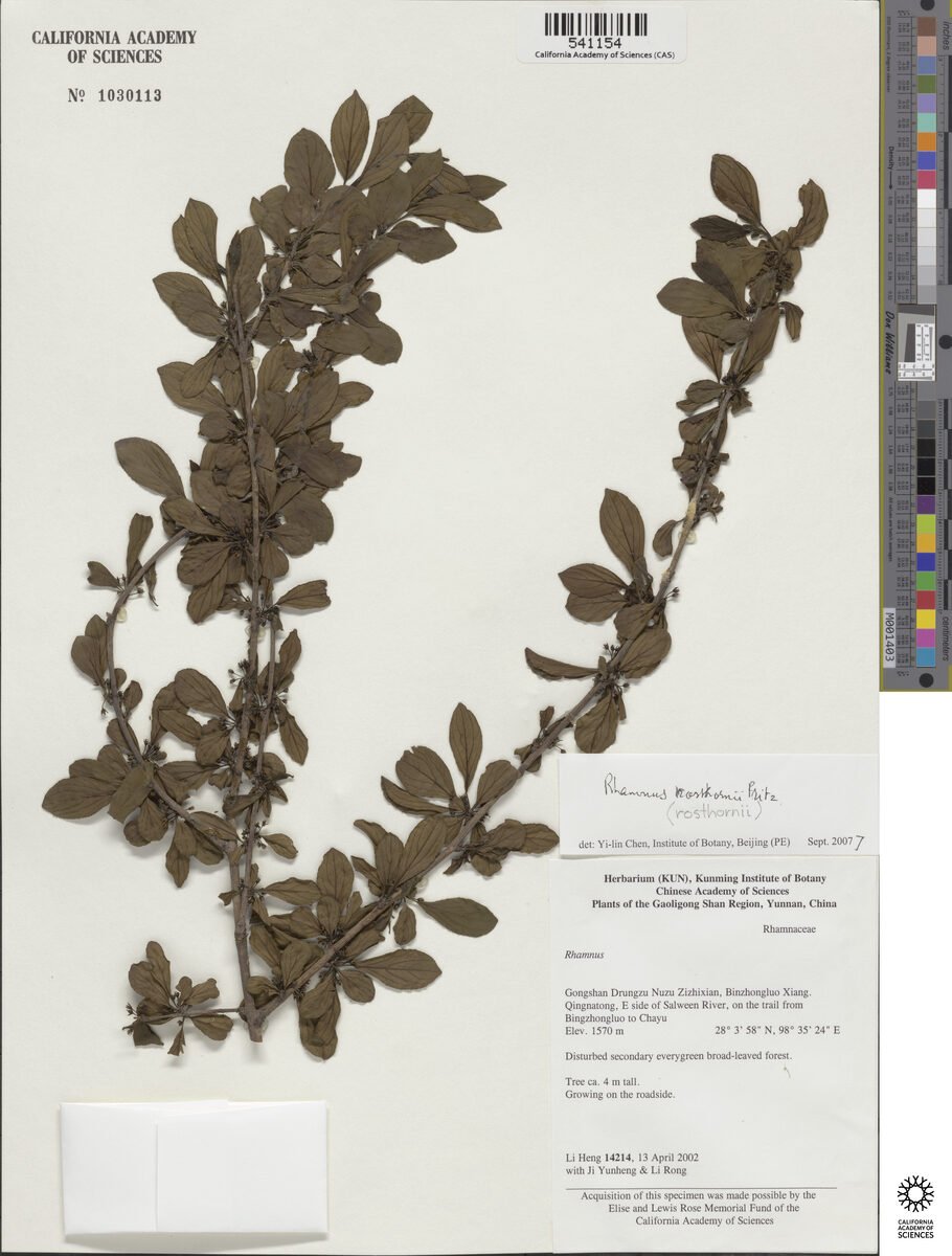 Rhamnus rosthornii