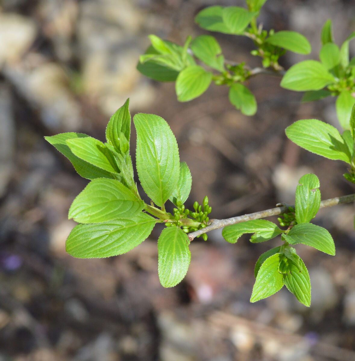 Rhamnus virgatus — photo