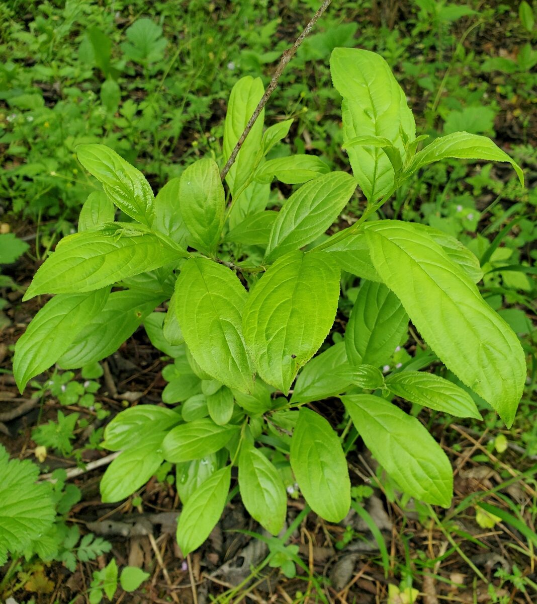 Rhamnus virgatus — photo